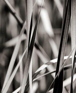 Leaves BW 01