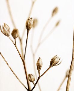 Little Sepia Flowers