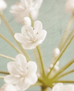 Little White Flowers on Blue