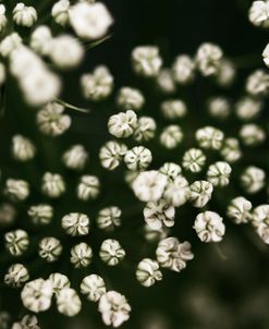 Little White Flowers