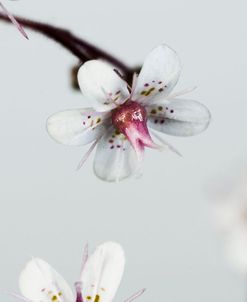 Little Flowers on Grey