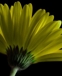 Mustard Gerbera on Black