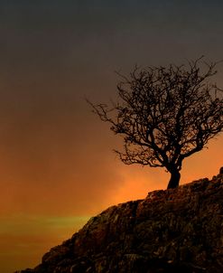 Lone Tree in Sunset