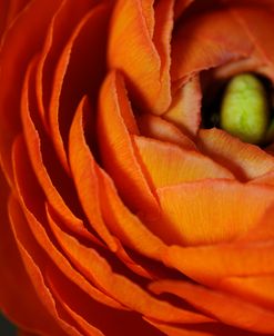 Orange Flower Close up