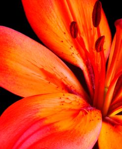 Orange Flower on Black 02