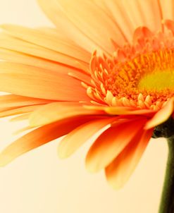 Orange Flower on Orange