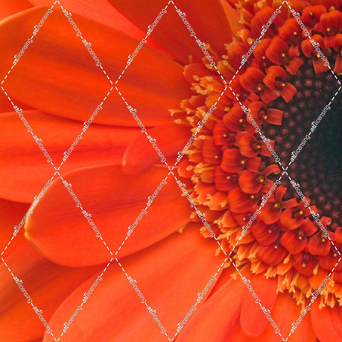Orange Gerbera Close up