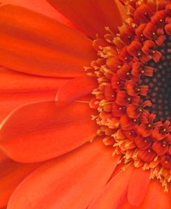 Orange Gerbera Close up