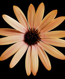 Osteospurmum  on Black 01