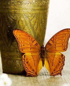 Orange Butterfly against Copper Vase