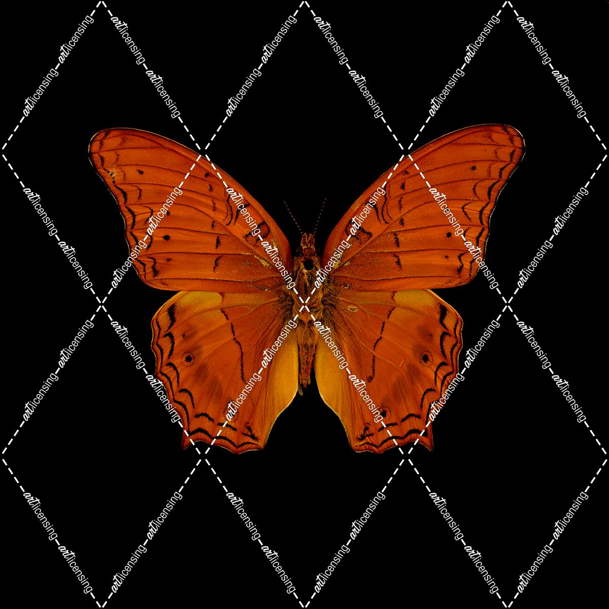 Orange Butterfly on Black