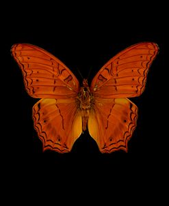 Orange Butterfly on Black