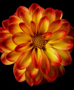 Orange Dahlia on Black 01