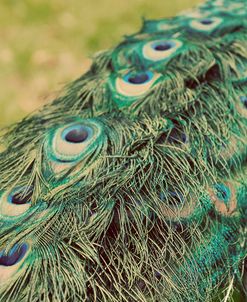 Peacock Feather Tail 01