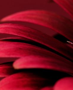 Petals of a Red Gerbera