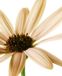 Osteospurmum  on White 01