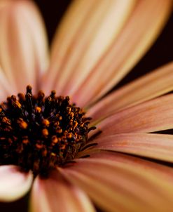 Osteospurmum on Black 02