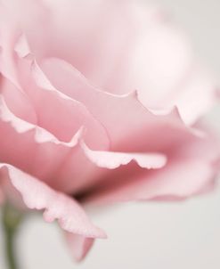 Pink Flower 01
