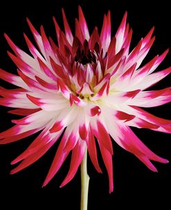 Pink and White Dahlia on Black