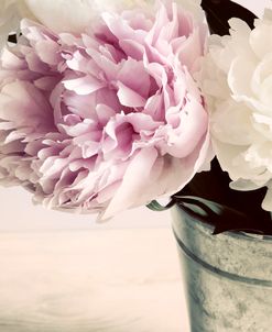 Pink and White Peonies in a Vase