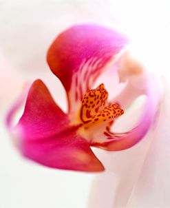 Pink Orchid Close up 01