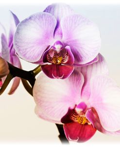 Pink Orchid Close up 02