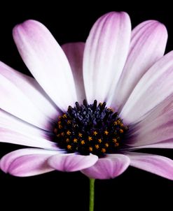 Pink Osteospurmum Black 04