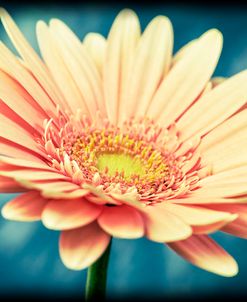 Pink Flower with Frame