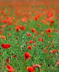 Poppy Field Landscape