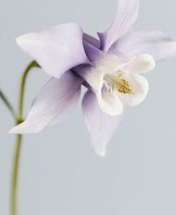 Puple Aquilegia