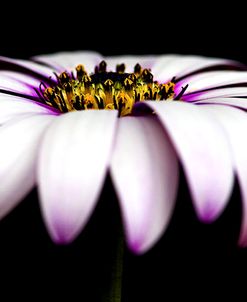 Pink Osteospurmum on Black Panoramic