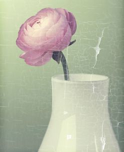 Pink Rannunculus in White Vase on Green