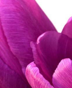 Pink Tulips on White