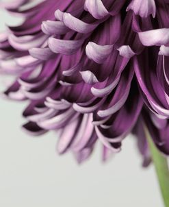 Purple Flower on Grey