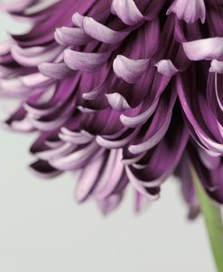 Purple Flower on Grey