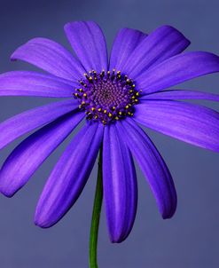 Purple Flower on Purple 03