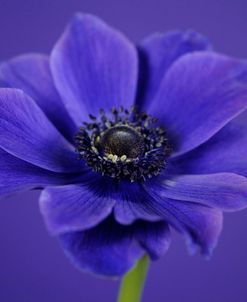 Purple Flower on Purple