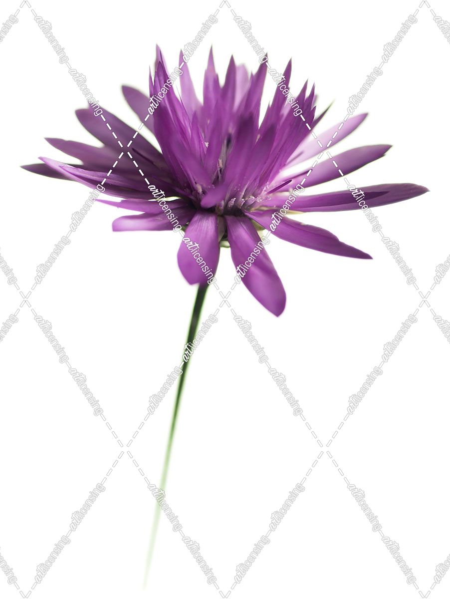 Purple Flower on White 02