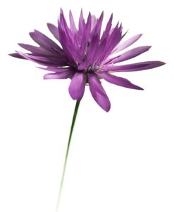 Purple Flower on White 02