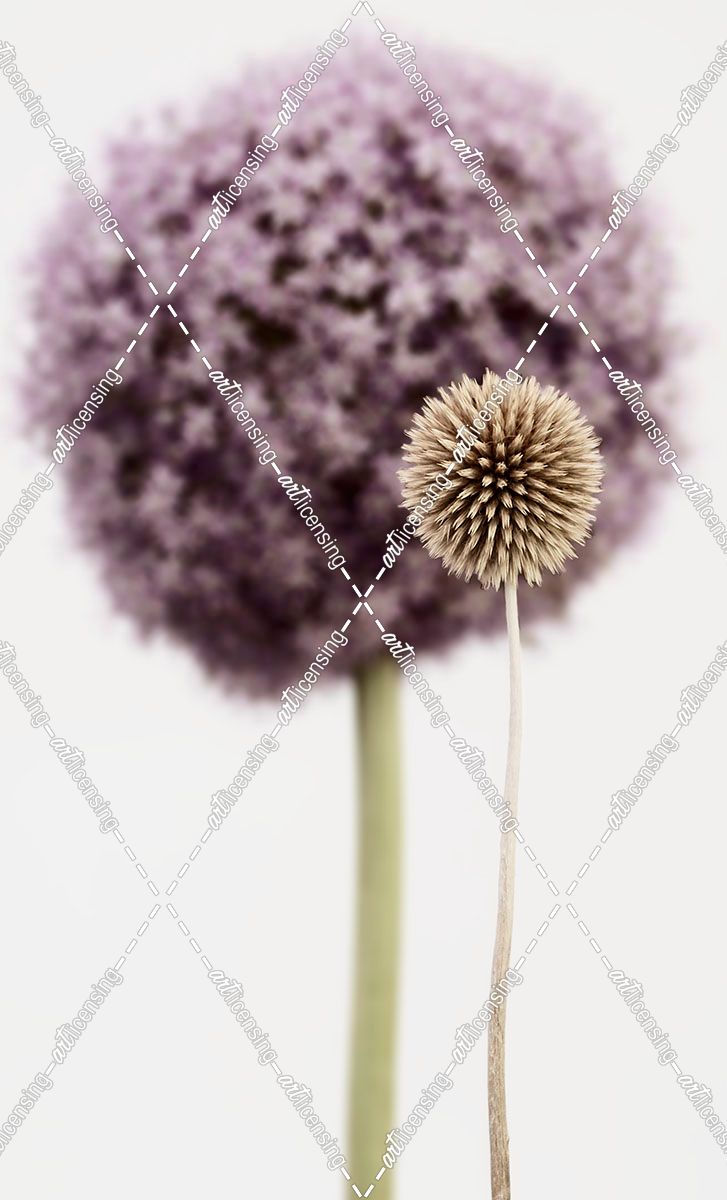 Purple Allium with Dried Flower