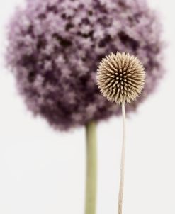 Purple Allium with Dried Flower