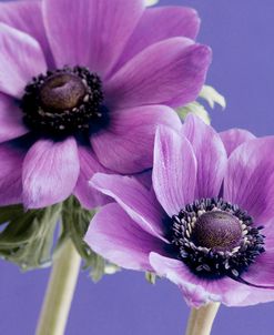 Purple Anemones on Blue