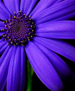 Purple Flower on Black 02