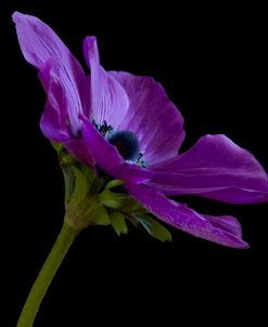 Purple Flower on Black 03