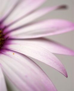 Purple Osteospurmum Gray