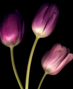 Purple Tulips on Black 01