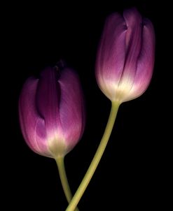 Purple Tulips on Black 02