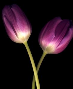 Purple Tulips on Black 03