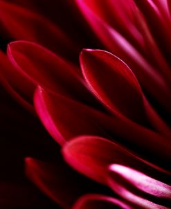 Red Chrysanthemum Close up 01