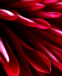 Red Chrysanthemum Close up 02